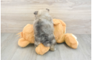 Pomeranian Pup Being Cute