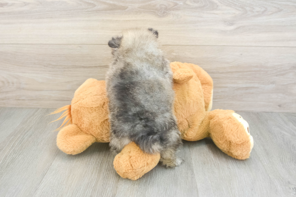 Pomeranian Pup Being Cute