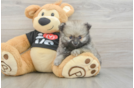 Pomeranian Pup Being Cute