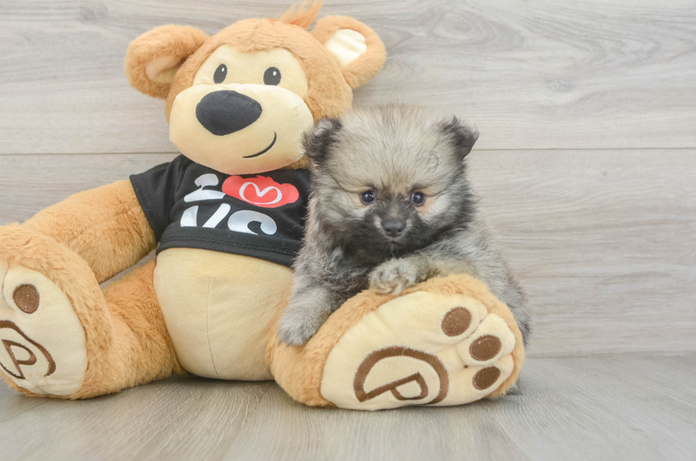 5 week old Pomeranian Puppy For Sale - Florida Fur Babies