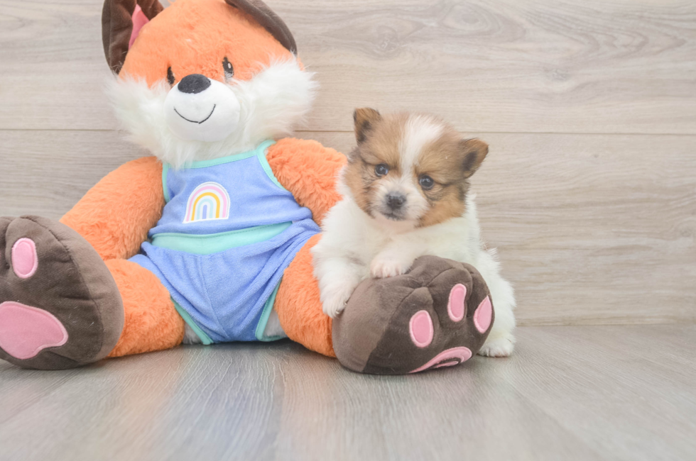 6 week old Pomeranian Puppy For Sale - Florida Fur Babies