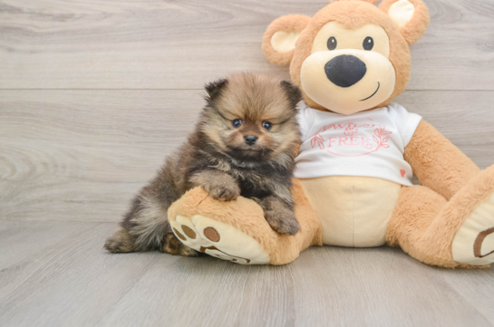 Fluffy Loulou Purebred Puppy