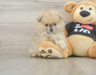 7 week old Pomeranian Puppy For Sale - Florida Fur Babies