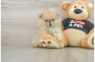 Playful Pomeranian Purebred Pup