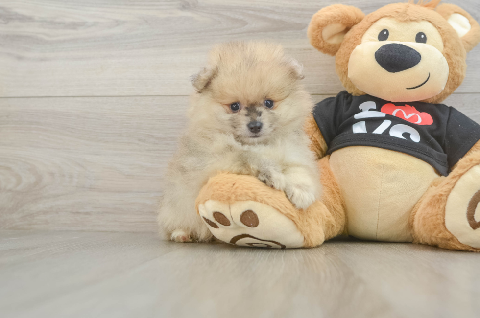 5 week old Pomeranian Puppy For Sale - Florida Fur Babies