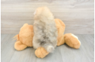 Friendly Pomeranian Purebred Pup