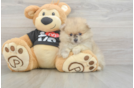 Best Pomeranian Baby