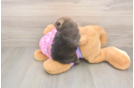 Adorable Pom Purebred Puppy