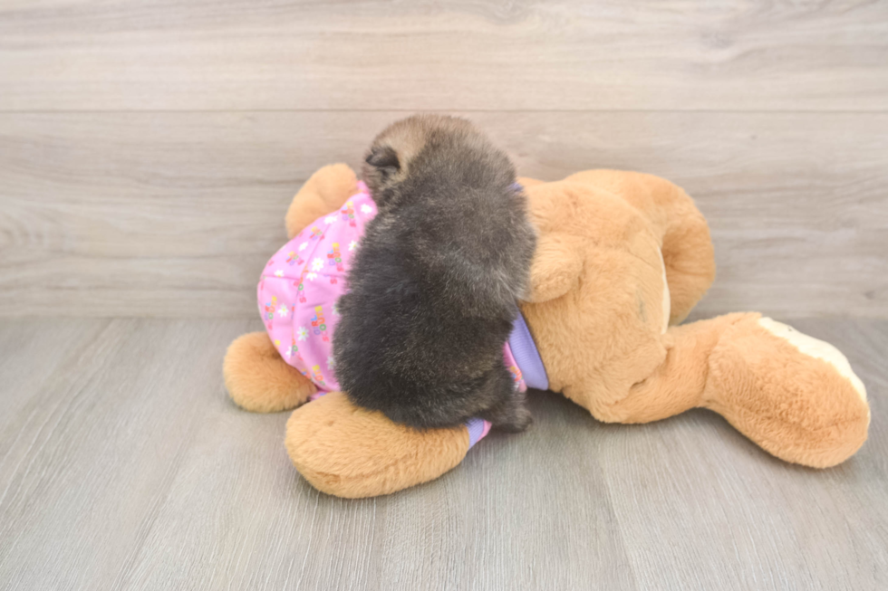 Adorable Pom Purebred Puppy