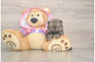 Pomeranian Puppy for Adoption