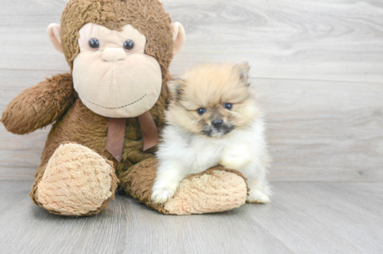 5 week old Pomeranian Puppy For Sale - Florida Fur Babies