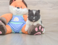 8 week old Pomeranian Puppy For Sale - Florida Fur Babies
