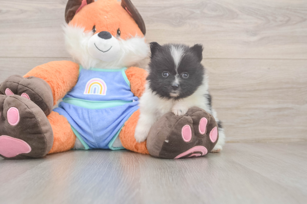 6 week old Pomeranian Puppy For Sale - Florida Fur Babies