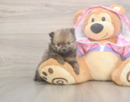8 week old Pomeranian Puppy For Sale - Florida Fur Babies