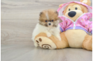 Hypoallergenic Pomeranian Purebred Pup