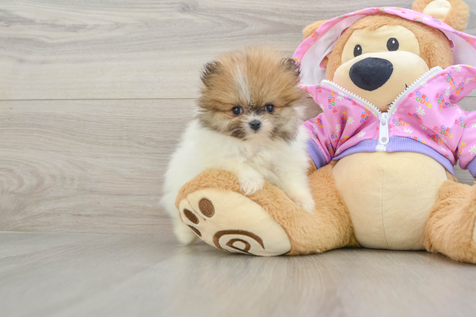 Hypoallergenic Pomeranian Purebred Pup