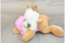 Pomeranian Pup Being Cute