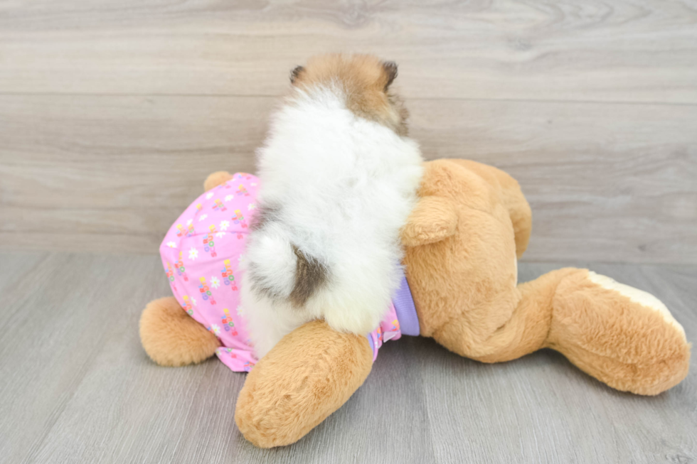 Pomeranian Pup Being Cute