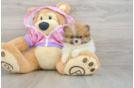 Akc Registered Pomeranian Baby
