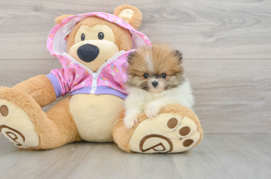 Akc Registered Pomeranian Baby