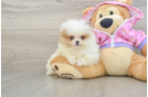 Hypoallergenic Pomeranian Baby