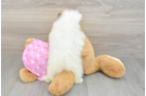Pomeranian Pup Being Cute
