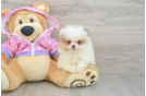 Pomeranian Pup Being Cute
