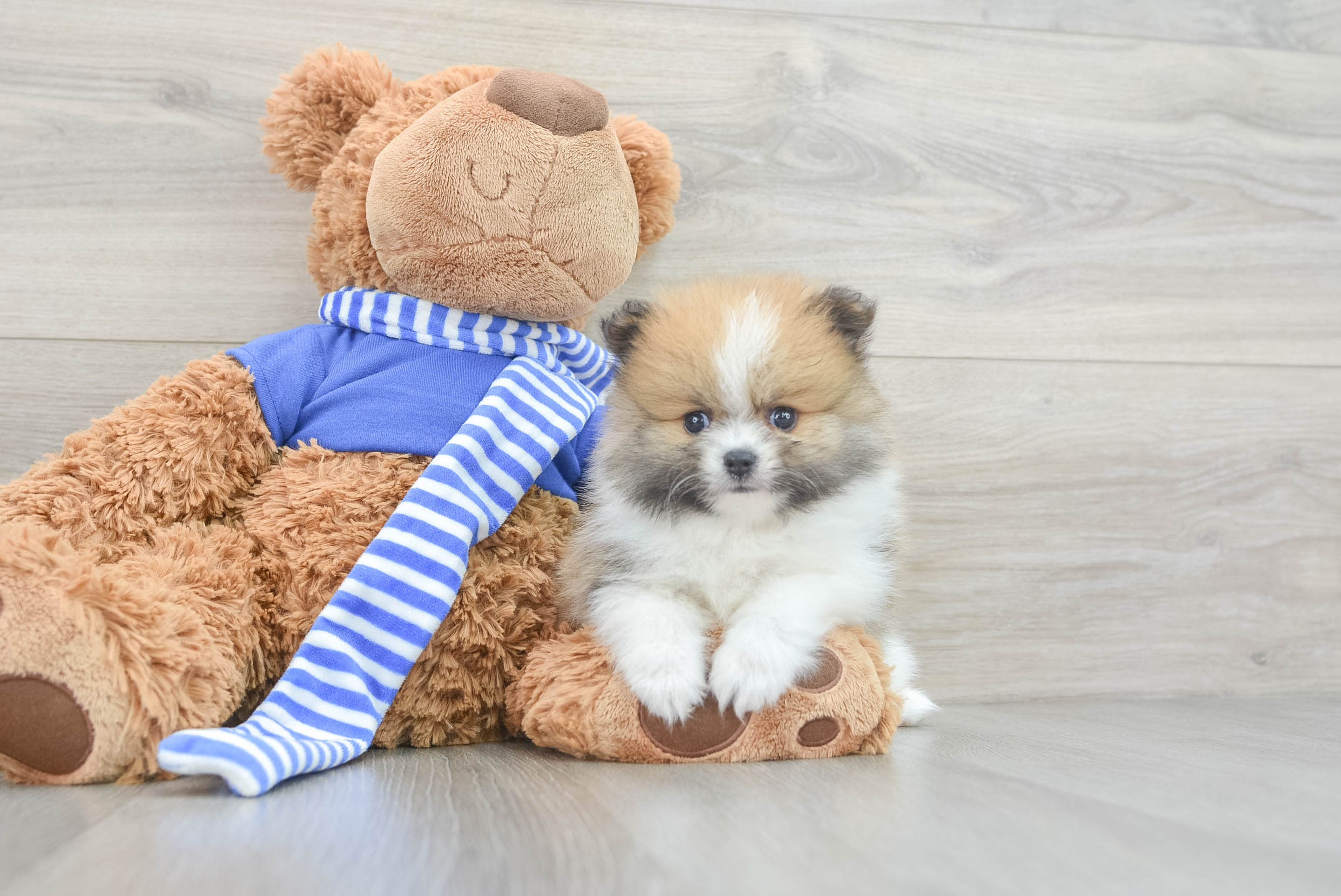 Teacup pomeranian teddy bear dog hotsell