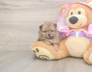 9 week old Pomeranian Puppy For Sale - Florida Fur Babies