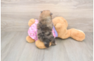 Playful Pomeranian Purebred Pup