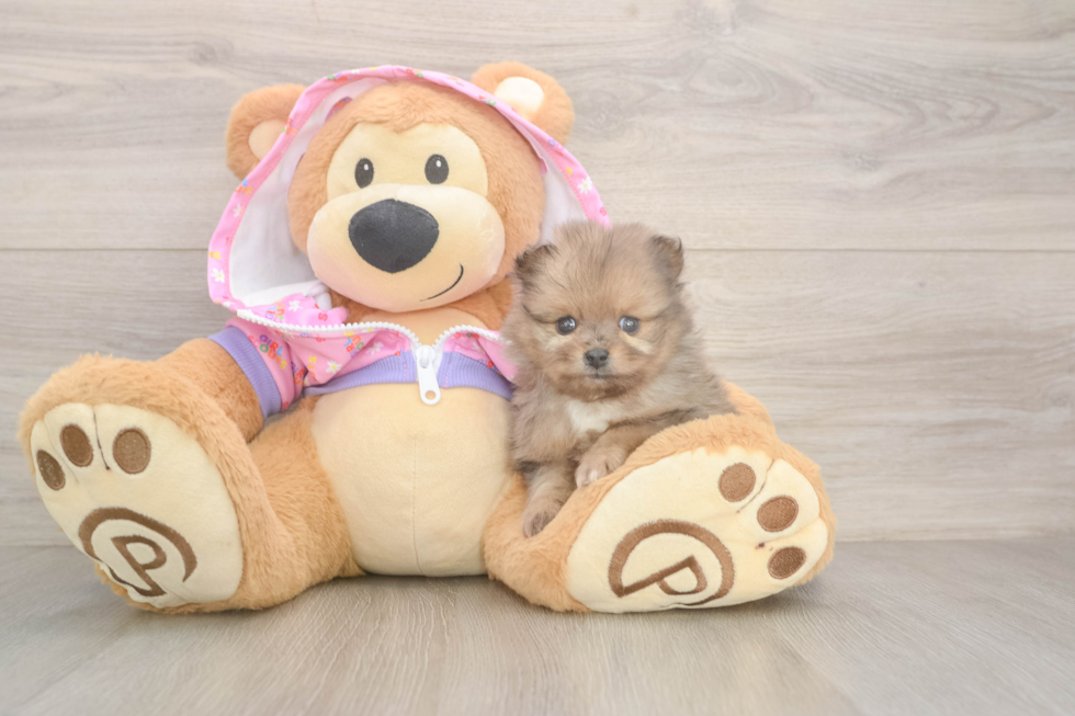 Petite Pom Purebred Puppy