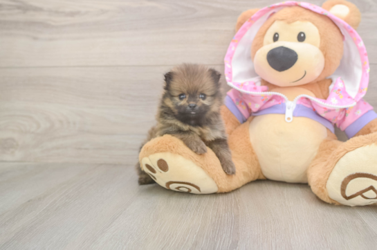 Cute Deutscher Spitz Purebred Puppy