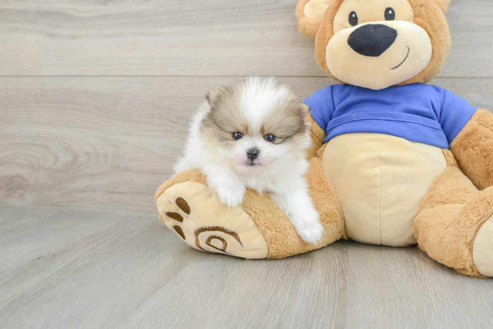 Pomeranian Puppy for Adoption