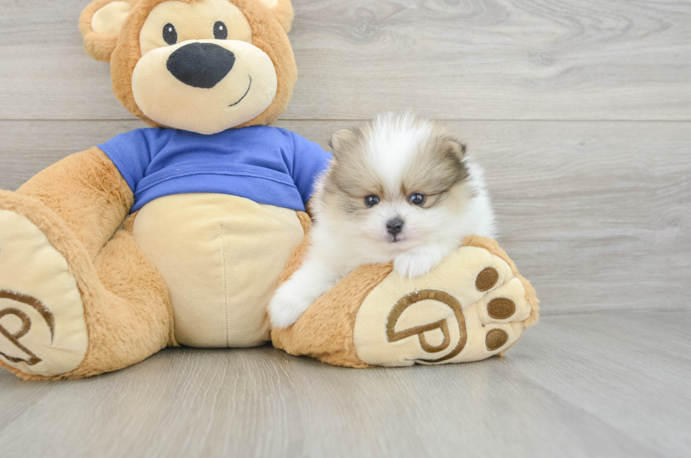 5 week old Pomeranian Puppy For Sale - Florida Fur Babies
