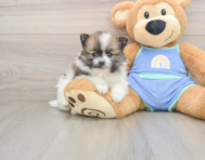 7 week old Pomeranian Puppy For Sale - Florida Fur Babies