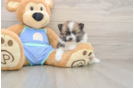 Best Pomeranian Baby