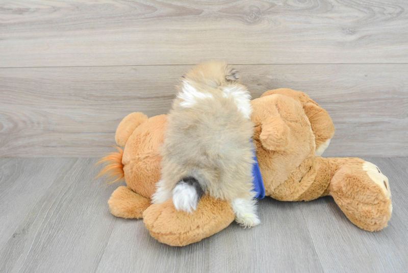 Meet Nemo - our Pomeranian Puppy Photo 2/3 - Florida Fur Babies