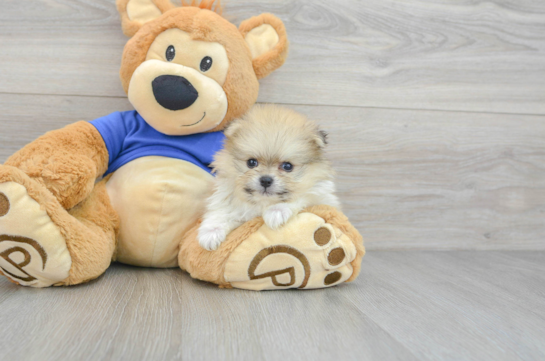 Pomeranian Pup Being Cute