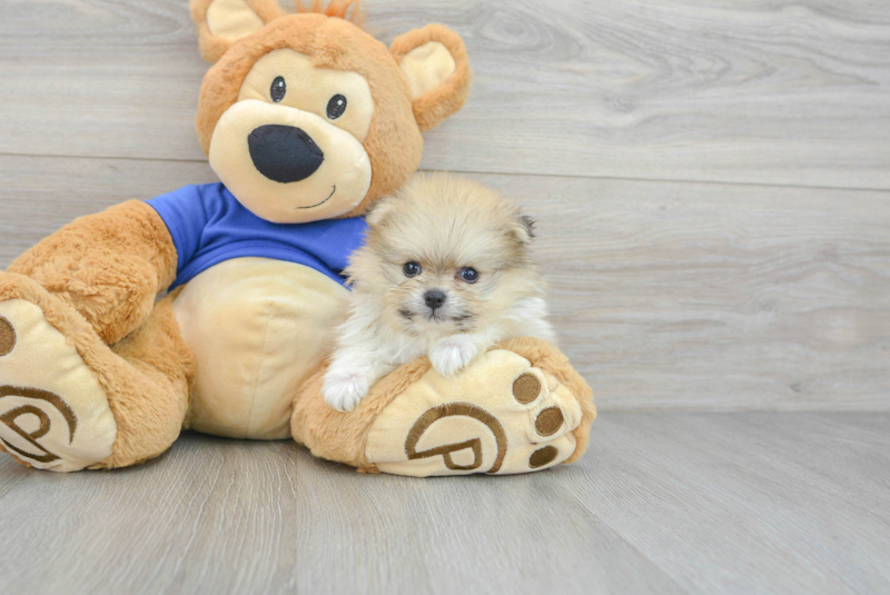 Meet Nemo - our Pomeranian Puppy Photo 3/3 - Florida Fur Babies
