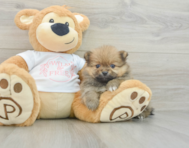 6 week old Pomeranian Puppy For Sale - Florida Fur Babies