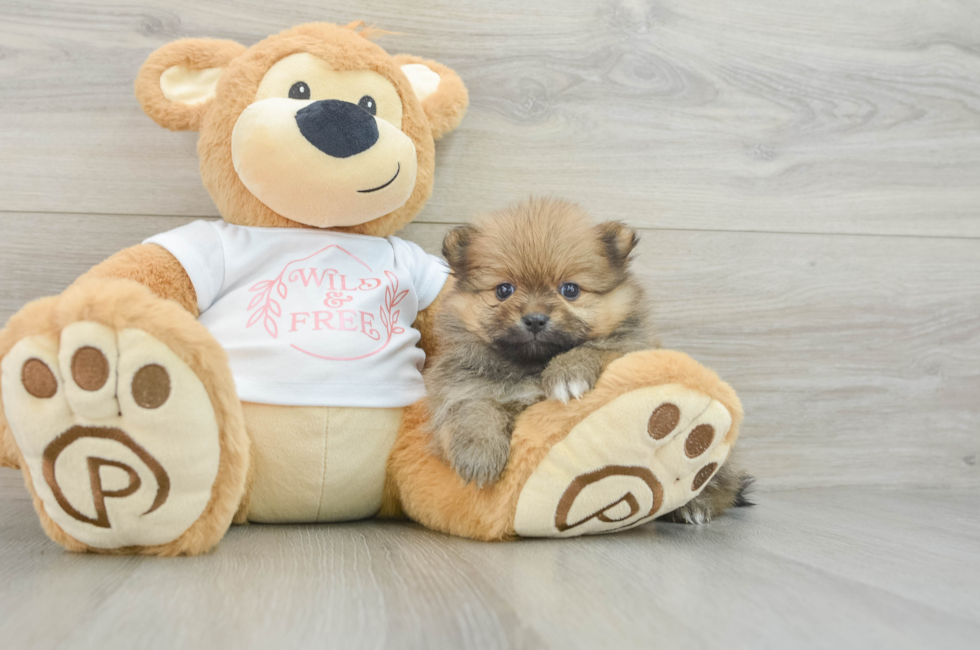 5 week old Pomeranian Puppy For Sale - Florida Fur Babies