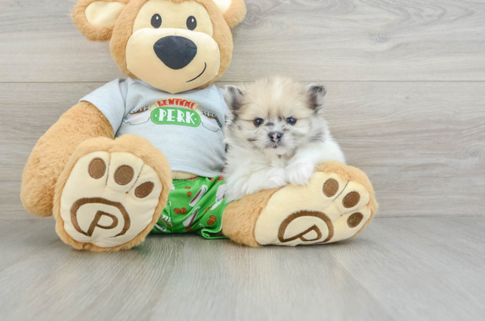 5 week old Pomeranian Puppy For Sale - Florida Fur Babies