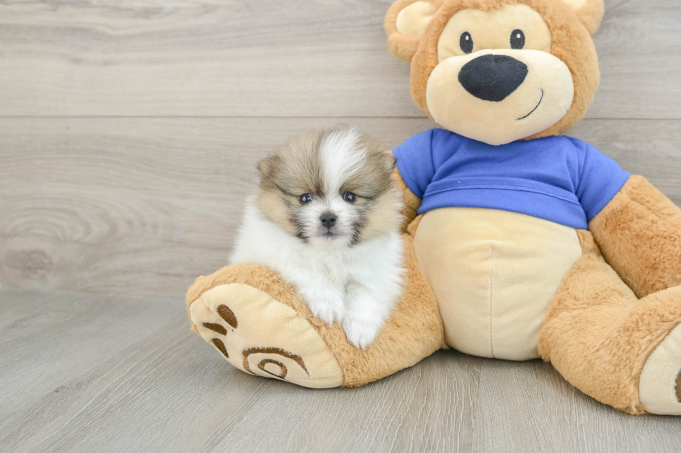 Pomeranian Pup Being Cute