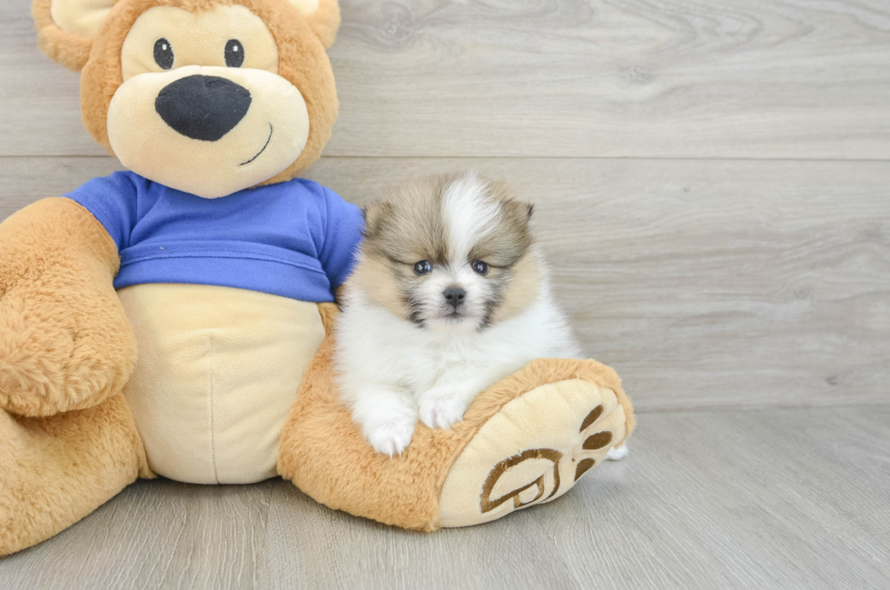 5 week old Pomeranian Puppy For Sale - Florida Fur Babies