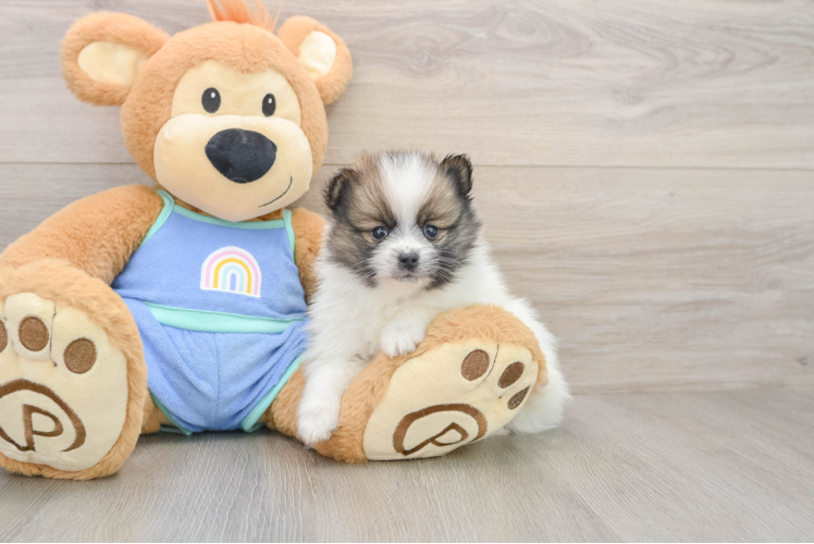 Pomeranian Pup Being Cute