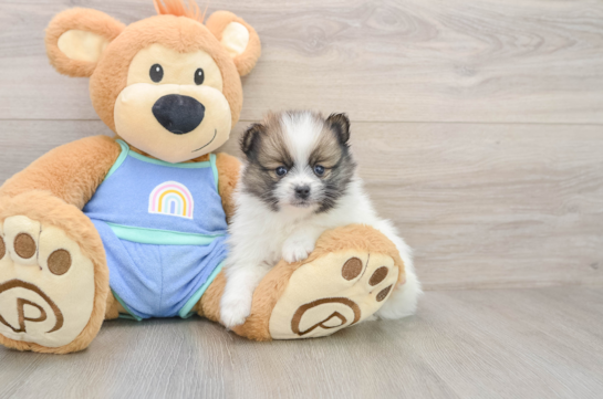Pomeranian Pup Being Cute