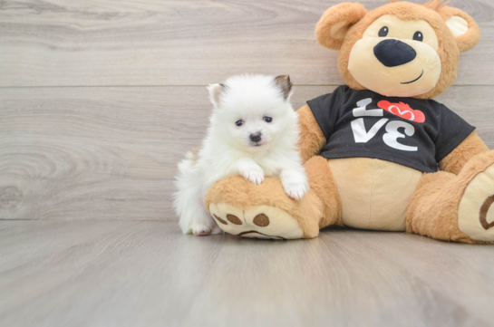 Best Pomeranian Baby