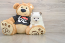 Best Pomeranian Baby