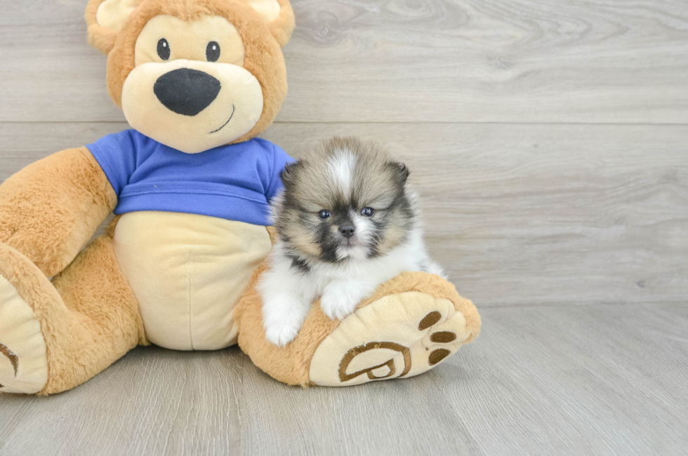 5 week old Pomeranian Puppy For Sale - Florida Fur Babies