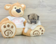 6 week old Pomeranian Puppy For Sale - Florida Fur Babies